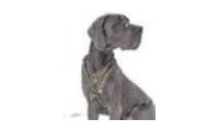 Great-dane-dog-breed-store Promo Codes