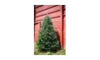 Greenvalleychristmastrees promo codes
